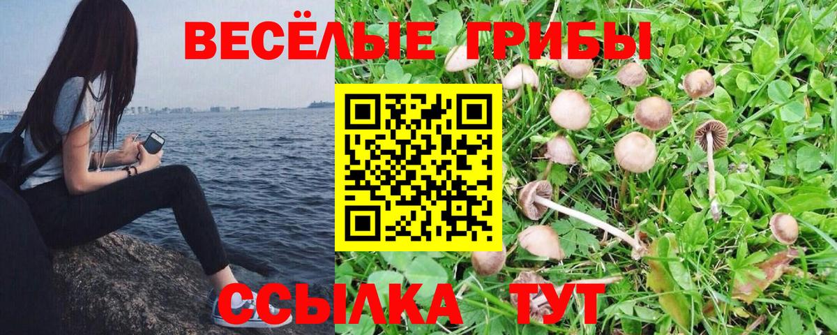 Псилоцибиновые грибы мицелий Алексин