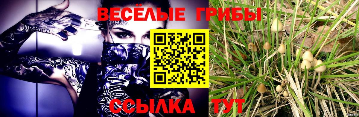 закладки  Вход с VPN  Алексин  Псилоцибиновые грибы GOLDEN TEACHER 